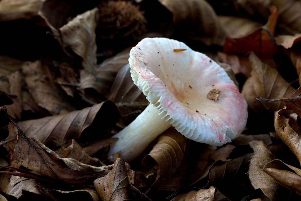 Oisterwijkse Bossen en Vennen Kampina natuurgebied natuur hdr oisterwijk Nationaal park Landschap Het Groene Woud hei heide bossen natuurmonumenten brabant